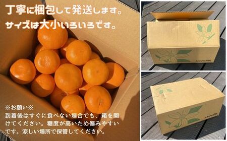 愛果28号 3kg ご家庭用 みかん 愛媛 【2024年12月発送】 先行予約 数量限定 愛媛県産 人気 柑橘 伊予市｜B246