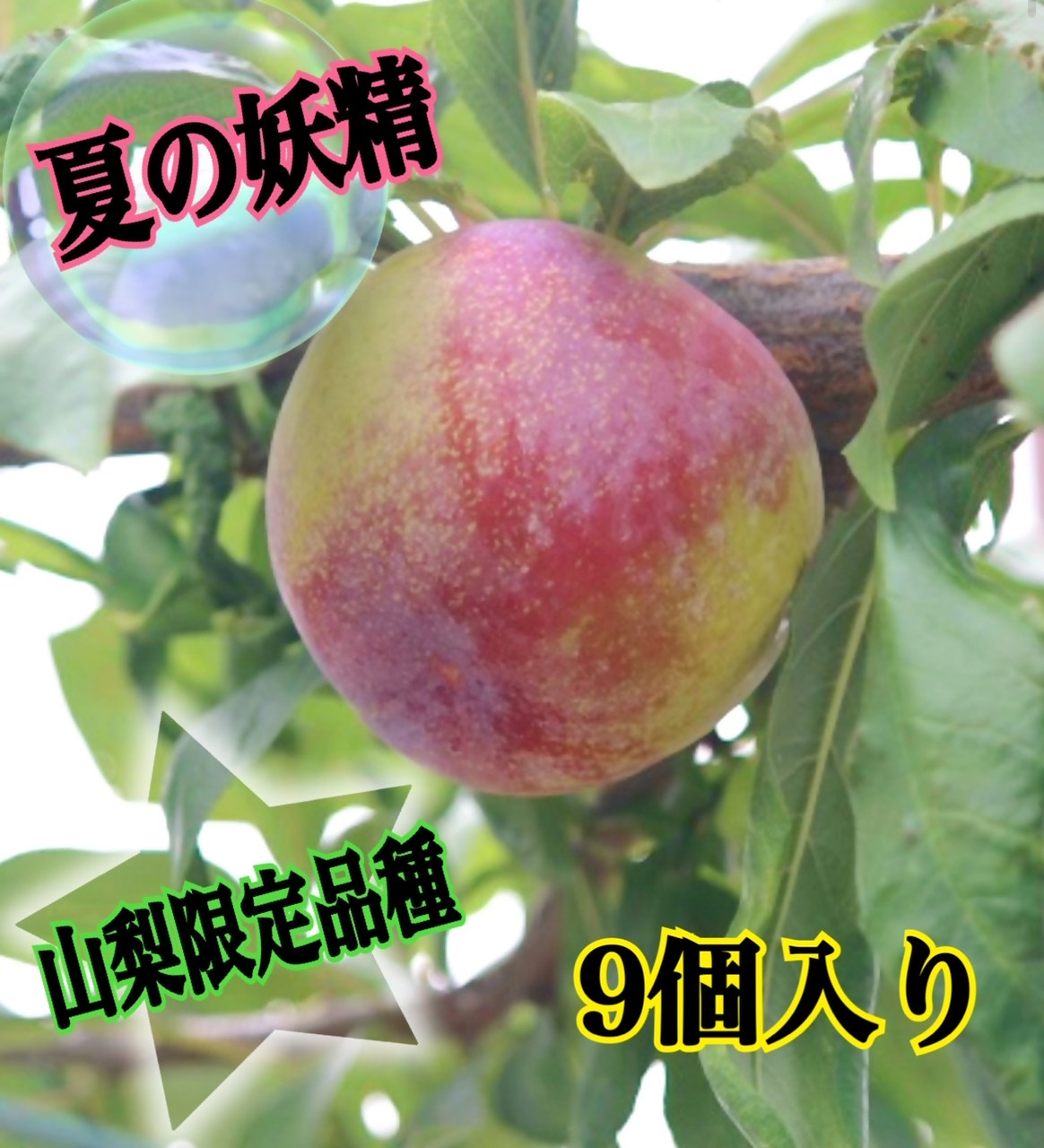 
            山梨限定すもも品種幸せジューシーサマーエンジェル9個入り生産者直送【2026年発送】（ISI）A09-801 【サマーエンジェル すもも スモモ 令和8年発送 期間限定 山梨県産 甲州市 フルーツ 果物】
          