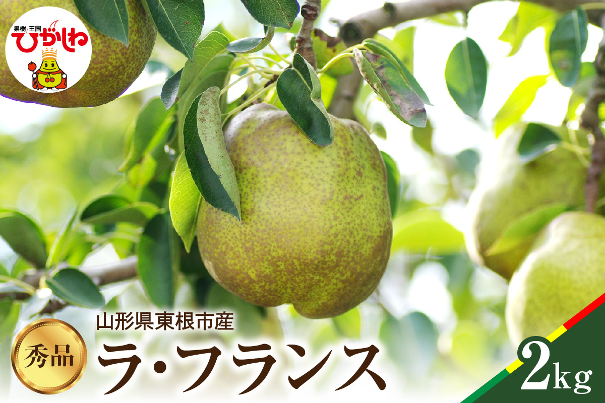 
                  2026年産 ラフランス 秀品 2kg 山形県 東根市 松栗提供 hi062-042-r8 松栗提供 ラ・フランス 贈答 ギフト 秋果実 人気 産地直送 特産品
                
