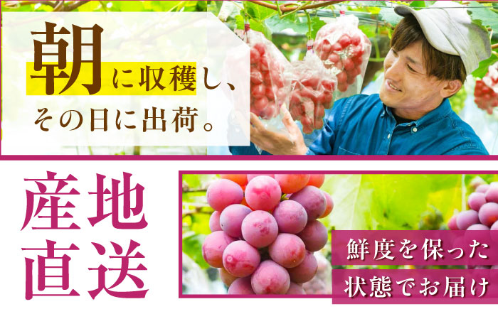 【2025年先行予約】【数量限定】【贈答用】リピーターが続出中！クイーンニーナ 1房（約500g）秀品・化粧箱入り 島根県雲南市/ギアファーム [AIAB005]