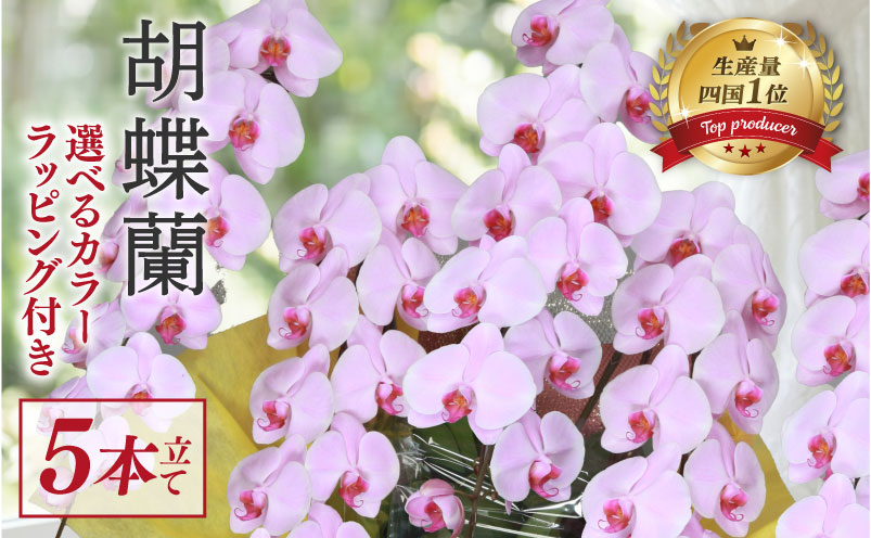 指定日配達 胡蝶蘭 5本立て ピンク スタンダード 花 はな お花 日付指定 記念日 お祝い プレゼント ギフト 贈答 贈り物 選べる カラー ラッピング 鉢花 鉢植え 洋蘭 洋ラン 冠婚葬祭 蘭 ら