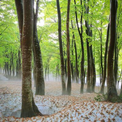 ふるさと納税 津南町 【毎月定期便】農家直送【特栽魚沼産新之助 精米 合計240kg】20kg(10kg×2袋 )全12回 |  | 02