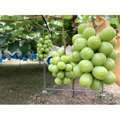 《2026年8月より順次発送》宇城市産・シャインマスカット300g×4パック【配送不可地域：離島】【1364175】