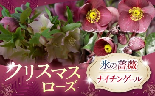 クリスマスローズ・氷の薔薇ナイチンゲール | 花 クリスマス ローズ 冬 氷 薔薇 赤 季節 冬 ガーデニング ガーデン 庭 贈答 プレゼント ギフト 期間限定 伊那市 ふるさと納税【021-44】