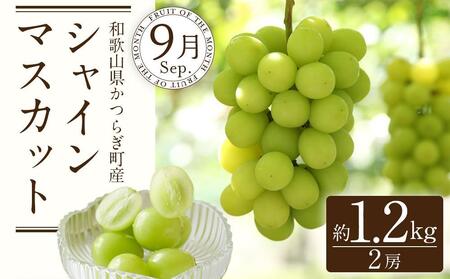 定期便全3回 【7月・8月・9月発送】 和歌山のフルーツをお届け（桃・たねなしピオーネ・シャインマスカット）【TM180】