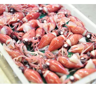 ふるさと納税 富山県 富山湾産ボイルほたるいか　230g×2(からし酢みそ付き)