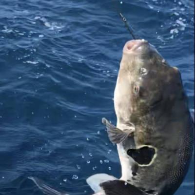 ふるさと納税 南知多町 【日間賀島産】天然とらふぐ鍋セット |  | 03