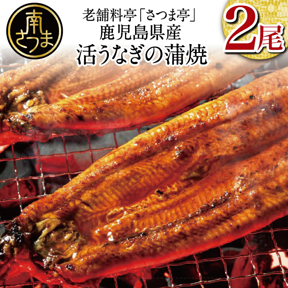 【ふるさと納税】【鹿児島県産】活うなぎの蒲焼2尾 国産 鰻 ウナギ 丑の日 グルメ うな重 うな丼 蒲焼 かば焼き お取り寄せ 送料無料 鹿児島うなぎ 土用 お取り寄せグルメ ギフト 贈答【2019年度 ふるさと納税 寄附額 鹿児島県1位 南さつま市】