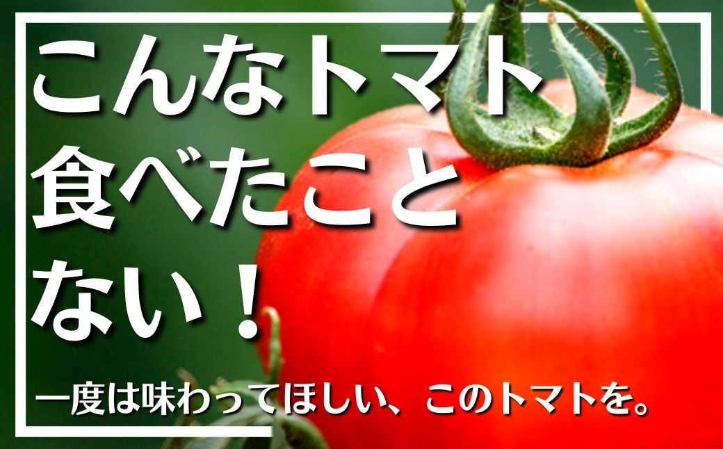 
フルーツトマト(2kg)トマト 野菜 期間限定 数量限定【110000200】【ひろしま農園】
