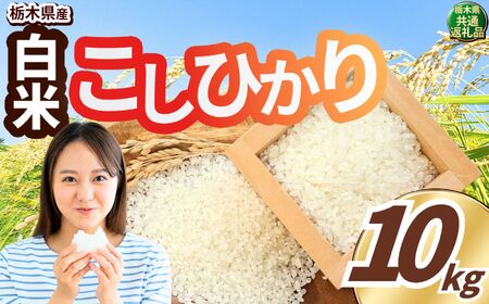 こしひかり 白米 10kg