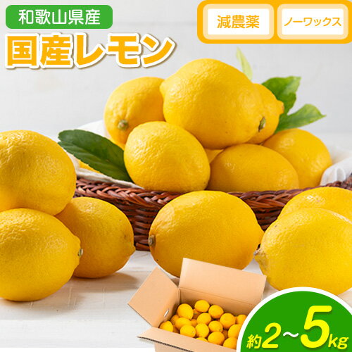 【ふるさと納税】【先行予約】レモン 国産 レモン 選べる内容量 2kg 3kg 5kg (L〜4Lサイズ) ノーワックス 減農薬 どの坂果樹園《2026年2月上旬-5月末頃より出荷》 和歌山県 日高川町 レモン れもん 檸檬 旬 果物 フルーツ 柑橘 産地直送 送料無料
