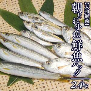 【単月お届け】大和海商の朝どれ鮮魚小魚パック2.4kg N072-YA2241
