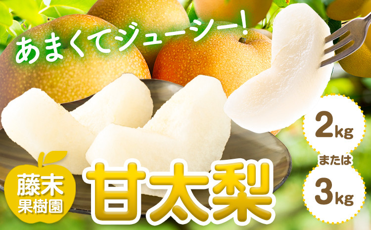 
            【2025年先行予約】 梨 甘太梨 選べる内容量 約 2kg 約 3kg 藤末果樹園 《2025年 9月中旬-9月下旬頃出荷》 熊本県 荒尾市 梨 なし 果物 フルーツ デザート かんたなし 送料無料 st-p
          