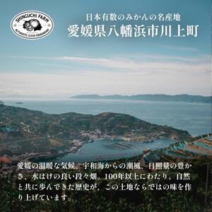 老舗農家が見極めたプレミアム【小玉】愛媛みかん10kg【愛媛県川上産】【E70-93】【1671190】