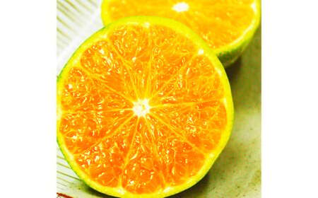 熊本県産グリーンハウス蜜柑 約2キロ前後 果物 フルーツ みかん 蜜柑 ミカン ハウスみかん グリーンハウス 約2kg前後 常温 熊本県産  【2026年7月上旬発送開始】