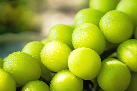 【先行受付】鈴木ぶどう園のシャインマスカット（3～4房 約1.8kg） [鈴木ぶどう園 山梨県 韮崎市 20743248] シャインマスカット ぶどう ブドウ 葡萄 フルーツ 果物 期間限定 季節限定