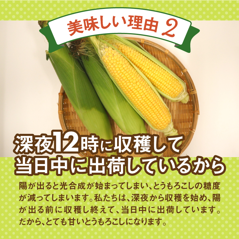 《先行予約》 富士北麓忍野村の気候、水、自然で作られた朝採りトウモロコシ【ホワイトショコラ】2.5kg