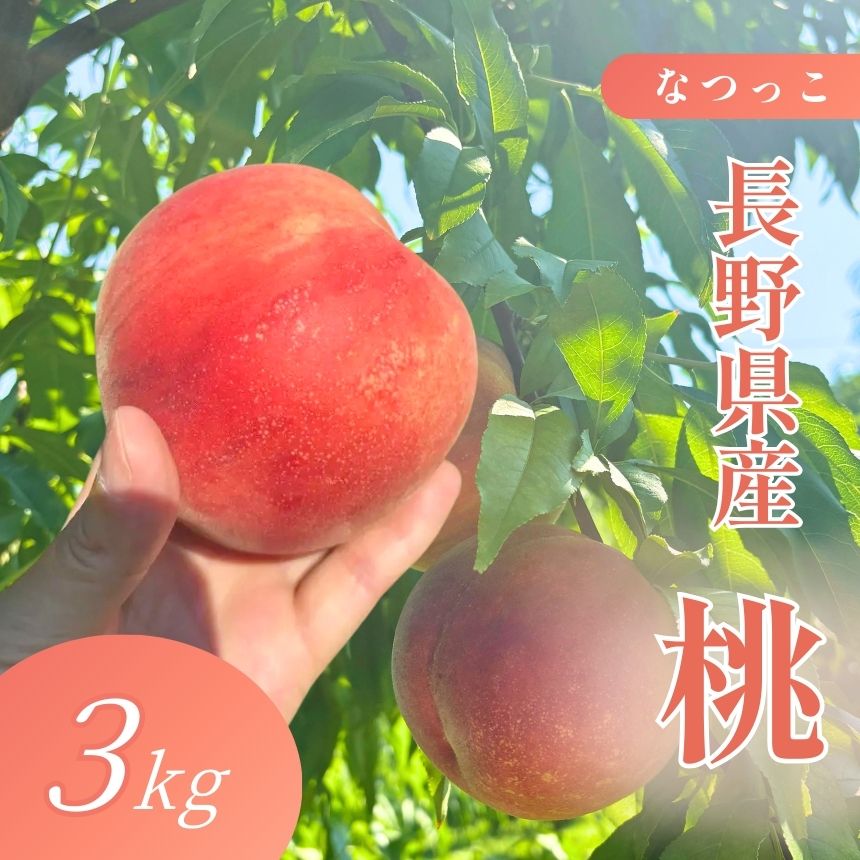 【ふるさと納税】長野県産 桃 なつっこ 約3kg【2026年8月発送】 | 果物 くだもの フルーツ 桃 もも なつっこ 長野県 信州 南信州 飯田市