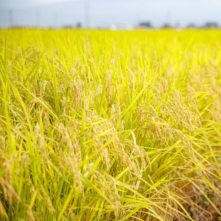 51-F 会津坂下町産　有機JAS認証済　有機栽培米コシヒカリ　10kg(5kgx2)　玄米 FARMiliarほり の 「もぉ～うん米」◆