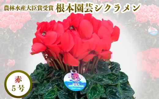 【2026年 先行予約】シクラメン レッド 5号鉢 | 花 お花 ガーデンシクラメン 赤 5号 花ギフト フラワーギフト 鉢花 鉢植え ギフト プレゼント 贈答 農林水産大臣賞受賞 根本園芸