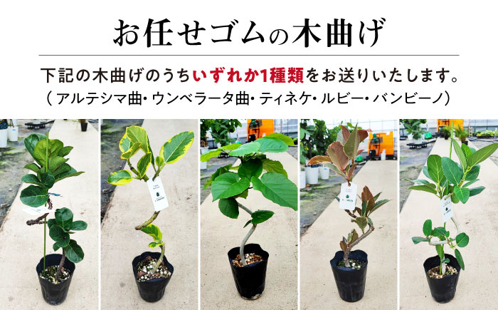 オリジナル4点セット（ガジュマル大 ・ゴムの木曲がり ・ 季節のミニ観葉） エコグリーンヒガシ 大村市 [ACAL001]