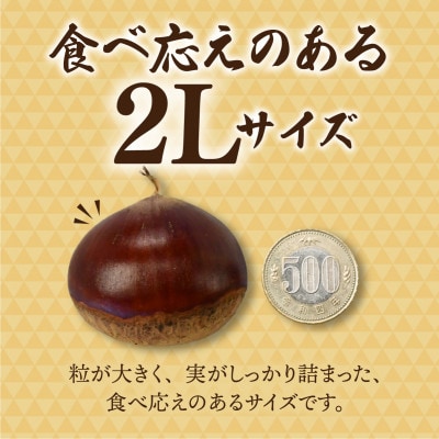 千代田のこだわり生栗 2kg 和栗 2Lサイズ | 茨城県 かすみがうら市【1787734】