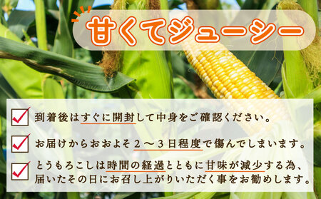 【先行予約 7月中旬~8月上旬発送予定】とうもろこし 20本 朝採り 旬 国産 産地直送 シーズン限定 冷蔵 銚子産 勘兵衛 ﾄｳﾓﾛｺｼ ﾄｳﾓﾛｺｼ ﾄｳﾓﾛｺｼ ﾄｳﾓﾛｺｼ ﾄｳﾓﾛｺｼ