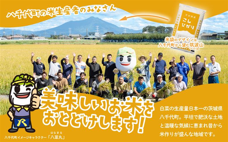 【スピード発送】コシヒカリ 10kg (5kgx2袋) 令和6年産 茨城県産 こしひかり 白米 精米 茨城県 八千代町 お米 米 [SF197yai] 【スピード発送】コシヒカリ10kg(5kg×2袋