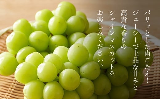 ぶどうの生産量日本一の笛吹市！