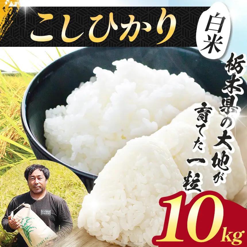 【先行予約】栃木県 下野市 コシヒカリ 10kg 米
