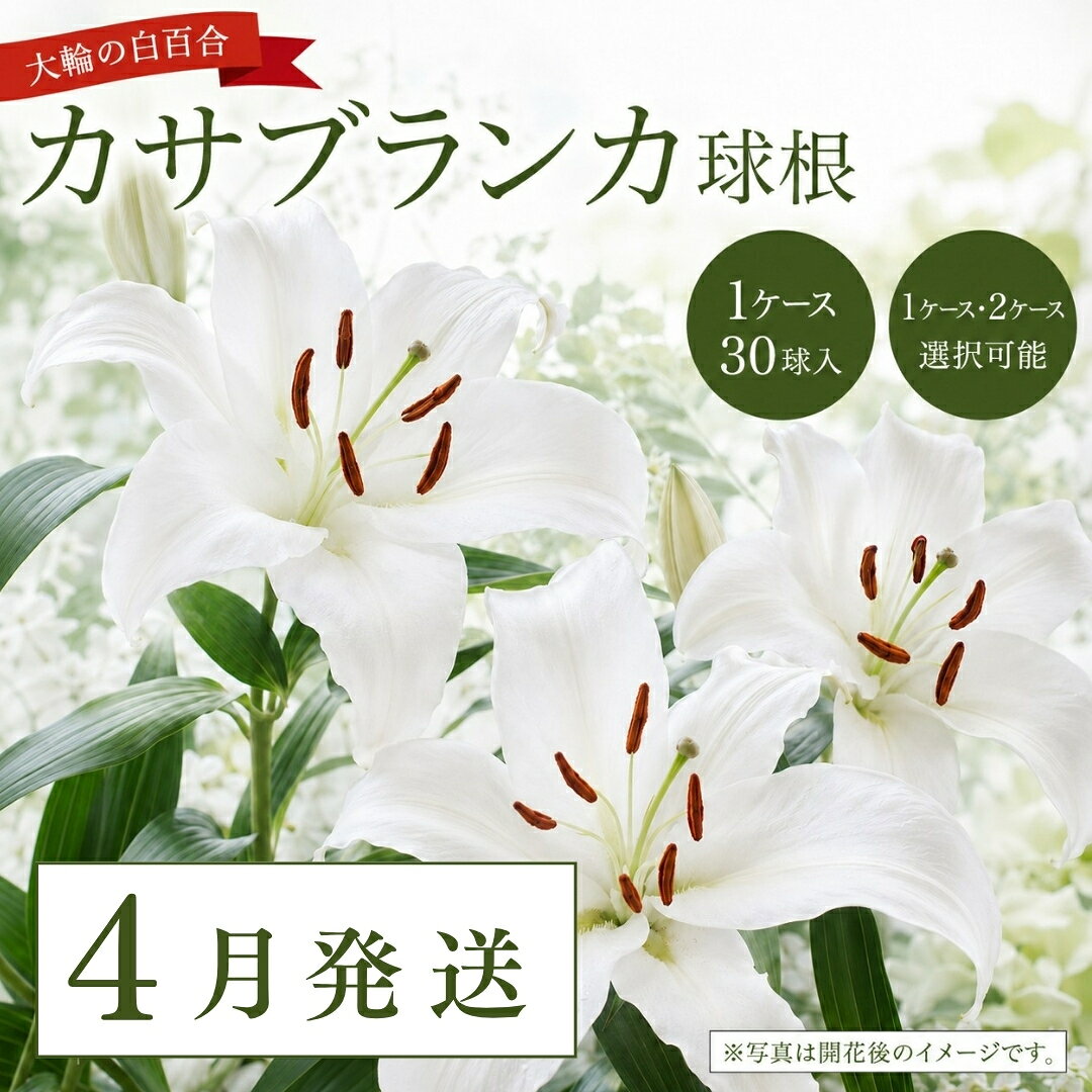 【ふるさと納税】【4月発送】カサブランカ球根 選べる容量 計30個 (30個入×1ケース) 計60個 (30個入×2ケース) | 大輪 ユリ 百合 春植え ガーデニング 園芸 花