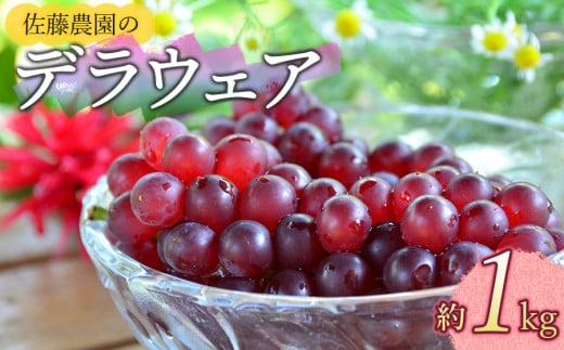 【令和7年産先行予約】 鶴岡市産 デラウェア 約1kg 佐藤農園