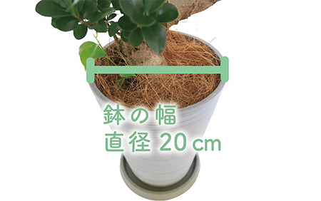 1月上旬～発送【観葉植物】ガジュマル曲り 昇り龍55cm～75cm(Green Base/030-1392) 南国鹿児島県で育った 観葉植物！植物 鉢付 インテリア 室内 オフィス おしゃれ プレゼン