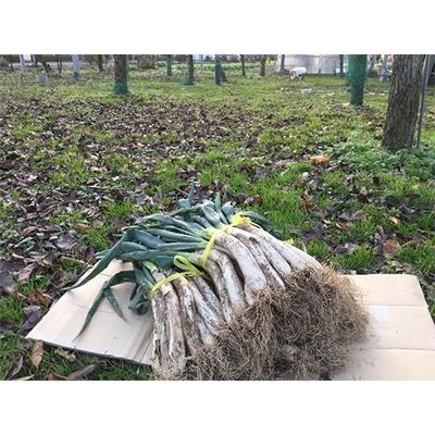 ふるさと納税 須賀川市 阿部農縁の明治から守る曲がりネギ　20本×3束　約12kg |  | 01