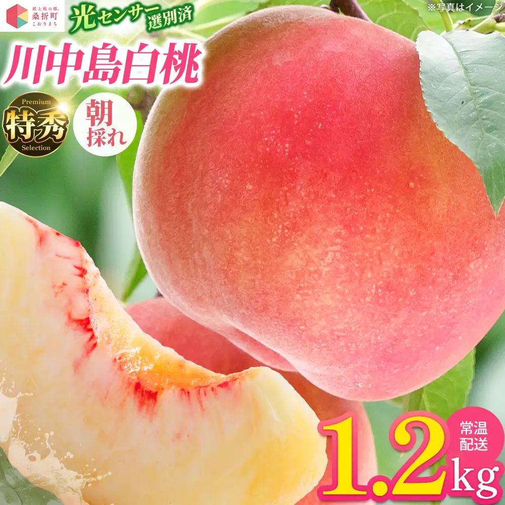 もも【川中島白桃・2027年産先行予約】特秀1.2kg　桑折町産　JAふくしま未来　桃 ／ もも モモ 果物 フルーツ 旬 甘い 甘み ジューシー 果肉 果汁 新鮮 フレッシュ デザート おいしい 産地直送 桑折 こおり こおりまち 福島県 特産品 献上桃の郷 【07301-0227】