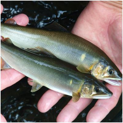ふるさと納税 津和野町 【天然】清流・高津川で獲れる天然鮎とモクズガニ[CAS冷凍]セット |  | 01