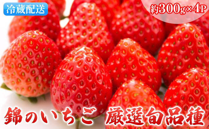 
                  いちご 先行予約 約300g×4パック 錦のいちご ひのしずく又はゆうべに 苺 イチゴ デザート フルーツ あぐり税所 配送不可:離島
                