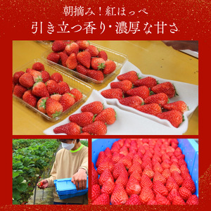 【先行予約＿2027年出荷分】いちご 厳選いちご 280g×4パック
