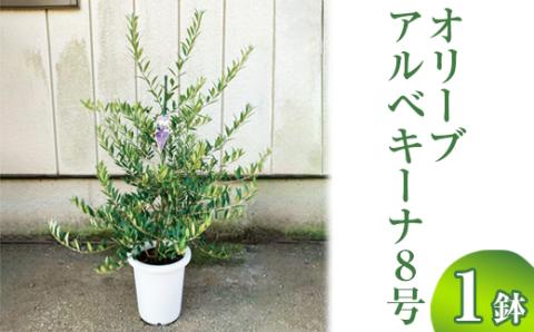 オリーブ アルベキーナ8号 ※離島への配送不可 | 観葉植物 植物 グリーン オリーブの木 アルベキーナ 室内 苗 鉢植え シンボルツリー ギフト 贈答 贈り物 プレゼント お中元 お歳暮 直送 農家直送 茨城県 古河市 送料無料 _BZ13