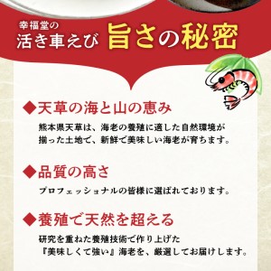 S005-001_【鮮度抜群】幸福堂の活き車えび(500g)〈先行予約〉 / 【 着日指定 】 活き 車海老  容量 500g 養殖 天草の海 鮮度抜群 旨み 甘み えび 身の締まり 海鮮 魚介類  