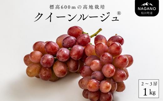 TK13-25A ぶどう クイーンルージュ®  約1kg ／2025年9月下旬頃から発送予定 // 稀少 新品種 長野県 南信州 松川町産 高糖度 葡萄 クインルージュ® 甘い 種なし 皮ごと