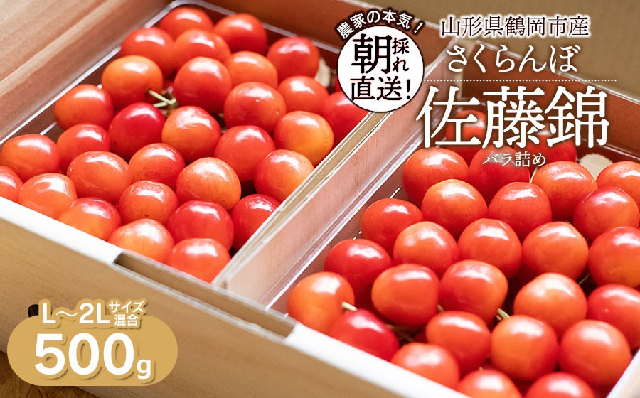 【令和9年産先行予約】さくらんぼ 佐藤錦 L～2Lサイズ混合 バラ詰め 500g 鶴岡市産 大膳農園 | チェリー 果物 くだもの フルーツ 甘い 完熟 旬 産地直送 人気 美味しい 2027 お取り寄せ 山形県 鶴岡市 東北 返礼品