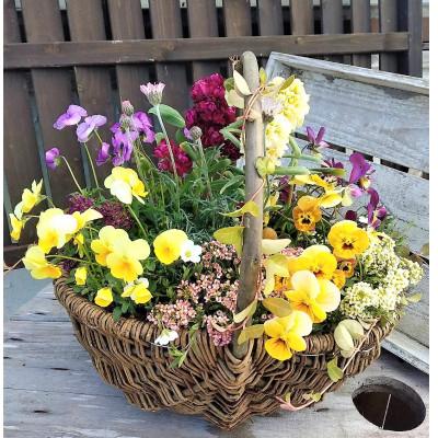 ふるさと納税 上郡町 お花一杯バスケット寄せ植えLサイズ(35cm程度)季節の寄せ植え