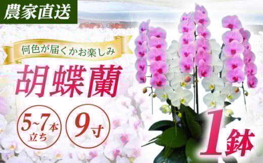【5〜7本立ち9寸】生産農家直送！胡蝶蘭 1鉢【足柄金太郎洋蘭園】開成町 洋蘭 蘭 お花 生花 鉢花 鉢 [BDAB013]