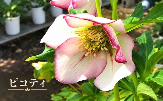 八ヶ岳・原村産　クリスマスローズ（一重咲き）2鉢セット 【ピコティ×ピコティ】 | クリスマスローズ 花苗 鉢植え 鉢花 信州 八ヶ岳 長野県 諏訪郡 原村