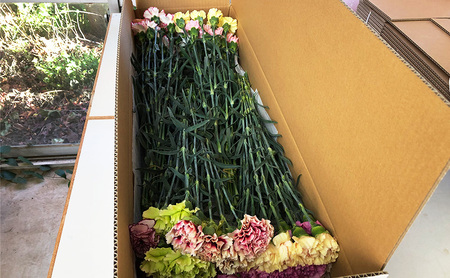 カーネーション 河津町 特産 生花 40本 発送 カーネーション