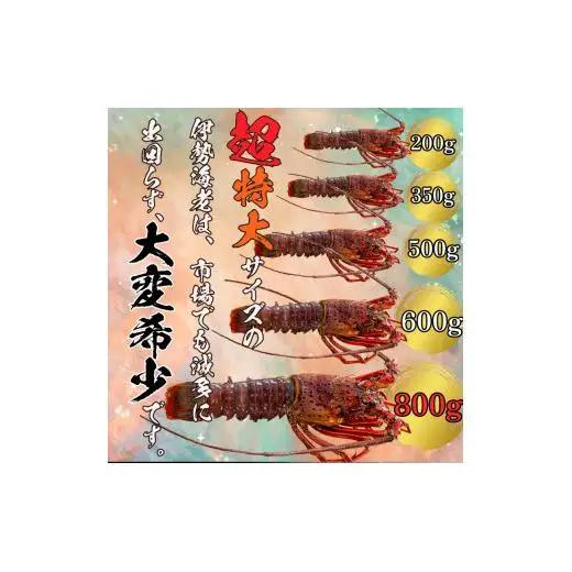 超特大 伊勢海老 1.6kg 以上 2尾 【 伊勢海老 伊勢海老 伊勢海老 伊勢海老 伊勢海老 伊勢海老 】