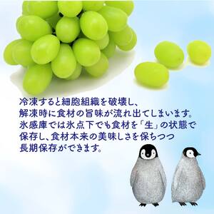 熟生シャインマスカット 【限定100箱】 約2kg (3~5房入り) 青秀以上 ぶどう マスカット【OS012】