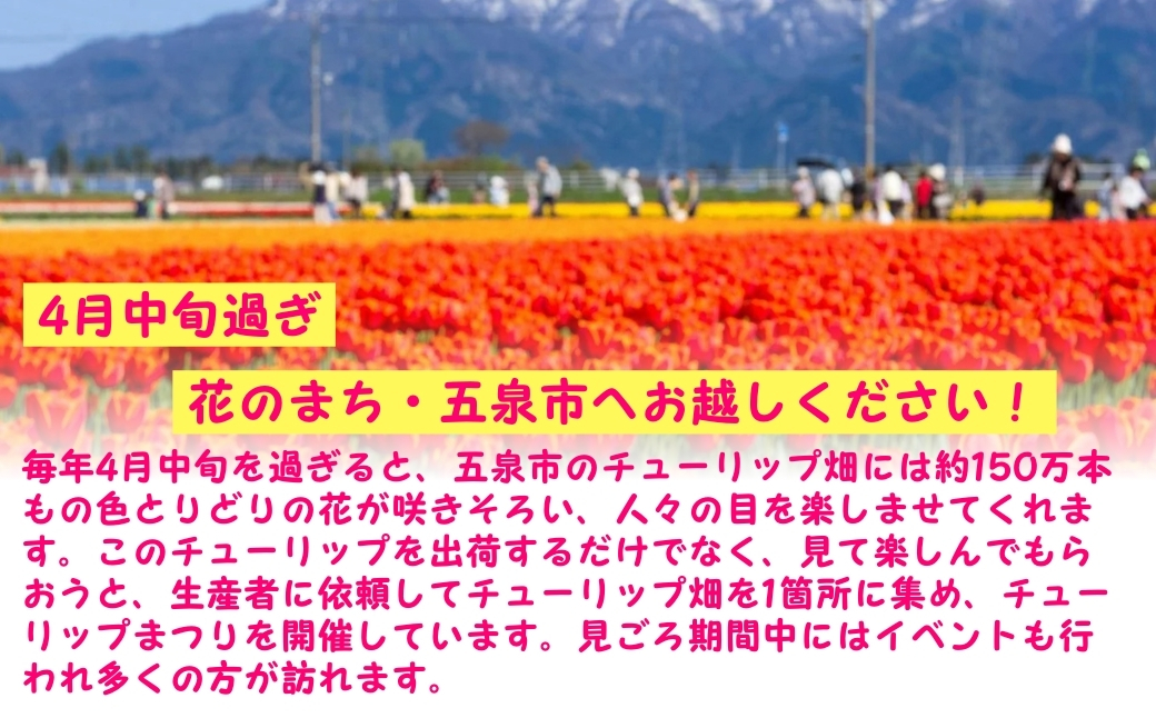 【先行予約】チューリップ球根セット 40球入 （2025年9月中旬より順次発送）
