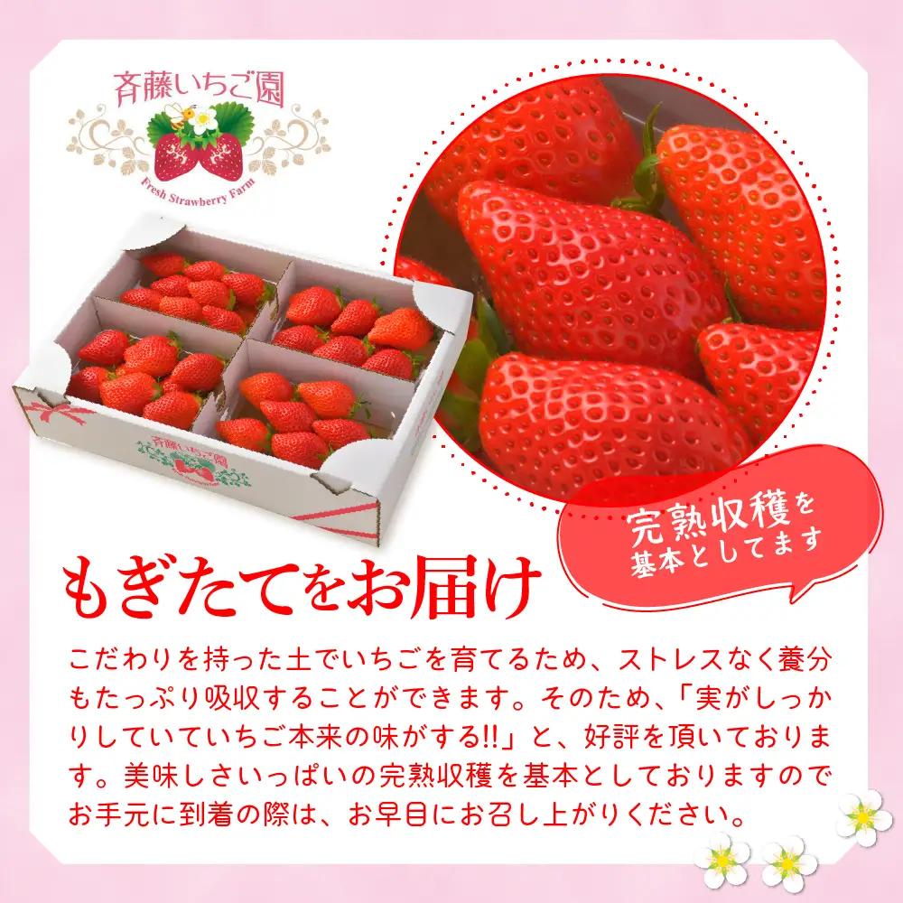 【クール便】2027年2月発送 いちご やよいひめ 約340g×6